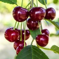 Саджанці вишні Ерді Великоплідна - 2-річний