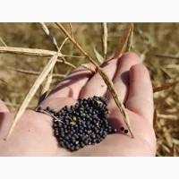 Закуповую Ріпак без ГМО