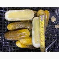 Продам огірок солений