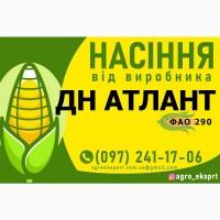 Насіння від виробника - Гібрид кукурудзи ДН Атлант (ФАО 290)