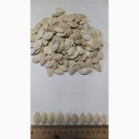 Підприємство на постійній основі закуповує гарбузове насіння усіх сортів