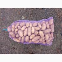 Продам картоплю сорту гранада