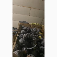 Продам капусту червоно качану