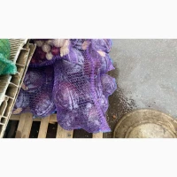 Продам капусту червоно качану
