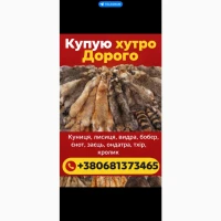 Куплю шкури куниці, видри, лисиці, Вовка, тхір, кролик, заец, бобер