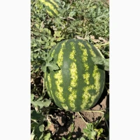 Продам Арбуз Талисман, Каристан