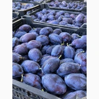 Продам сливу Стенлей, Угорка Італійська із саду