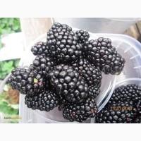 Саженцы ежевики Киова (Kiowa)