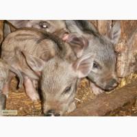 Продам поросят породи мангал