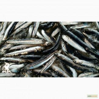 Хамса свежемороженая