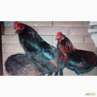 Продаю кур и цыплят породы Араукана петуха