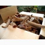 Панты марала консервированные рога