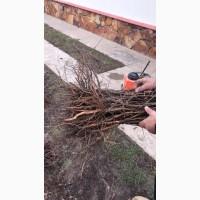 ПП Українське яблуко продасть підшепу для черешні і вишні Антипка. магалепка 1 сорт
