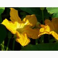 Семена посевмат посевной материал гарбуза тыквы кабачка