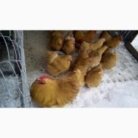 Продам сім#039;ю палевого оргпінтона