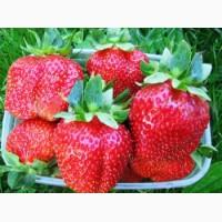 Продам элитные саженцы клубники сорта маршал