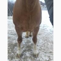 Продам лошадь