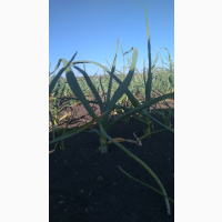 Продам чеснок на посадку Любаша 2025 ВІДПРАВКА НОВОЮ ПОЧТОЮ