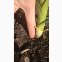 Продам чеснок на посадку Любаша 2025 ВІДПРАВКА НОВОЮ ПОЧТОЮ