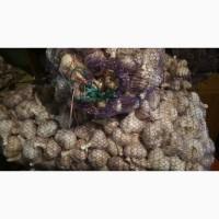 Продам чеснок на посадку Любаша 2025 ВІДПРАВКА НОВОЮ ПОЧТОЮ