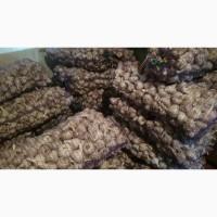 Продам чеснок на посадку Любаша 2025 ВІДПРАВКА НОВОЮ ПОЧТОЮ