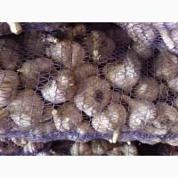 Продам чеснок на посадку Любаша 2025 ВІДПРАВКА НОВОЮ ПОЧТОЮ