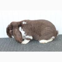 Продам кролі французькі барани