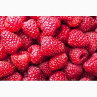 Закупаем малину