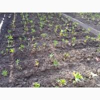 Лапчатка белая саженцы