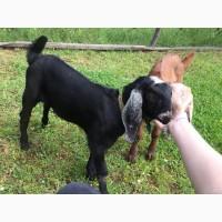 Англо-нубийские козы
