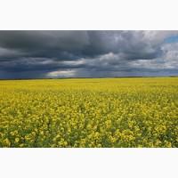 Закупаем Рапс