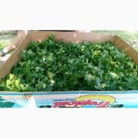 Продам петрушку крупный опт