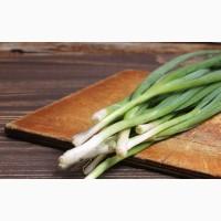 Продам Зелёный Лук Перо