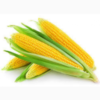 Купуємо кукурудзу