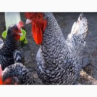 ПРОДАЕМ ИНКУБАЦИОННОЕ ЯЙЦО, яйца, Малин, ( мехеленская кукушка), чистокровные