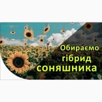 Нвсіння С0няшникв нв П0сі8 2022 | Купуйте 8игідн0 У Нвс