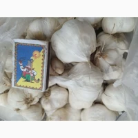 Продам часник озимий великий і на посадку 1 репродукції, озимий і ярий