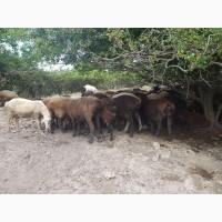 Продам курдючных баранов