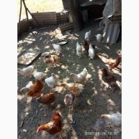 Продам козье молоко