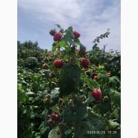 Саженцы малины Полана