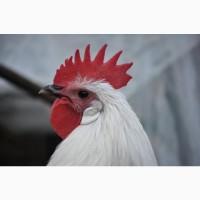 Брекель сріблястий. Молоді півні, кури