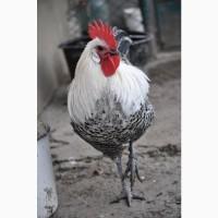 Брекель сріблястий. Молоді півні, кури