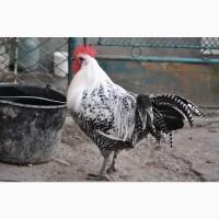 Брекель сріблястий. Молоді півні, кури