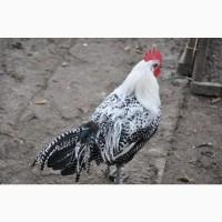 Брекель сріблястий. Молоді півні, кури