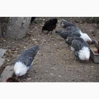 Брекель сріблястий. Молоді півні, кури