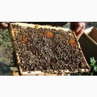 Пчелопакеты Карпатка 2021