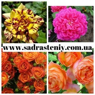 Саженцы роз высокого качества. Открыт прием заказов на ОСЕНЬ 2025