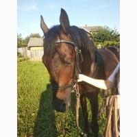 Продажа жеребець, кінь