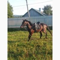 Продажа жеребець, кінь