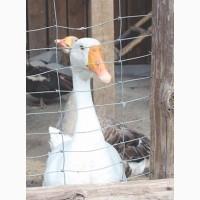 Сетка Казачка облегченная - дешёвый садовый забор